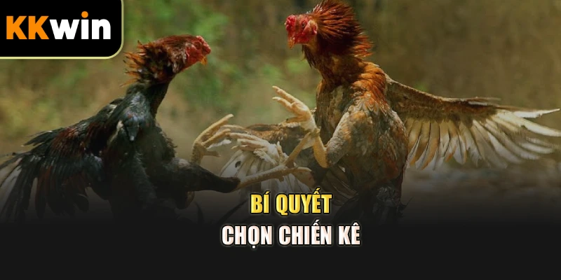 Bí quyết chọn chiến kê 