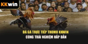 Đá Gà Trực Tiếp Thomo kkwin Cùng Trải Nghiệm Hấp Dẫn