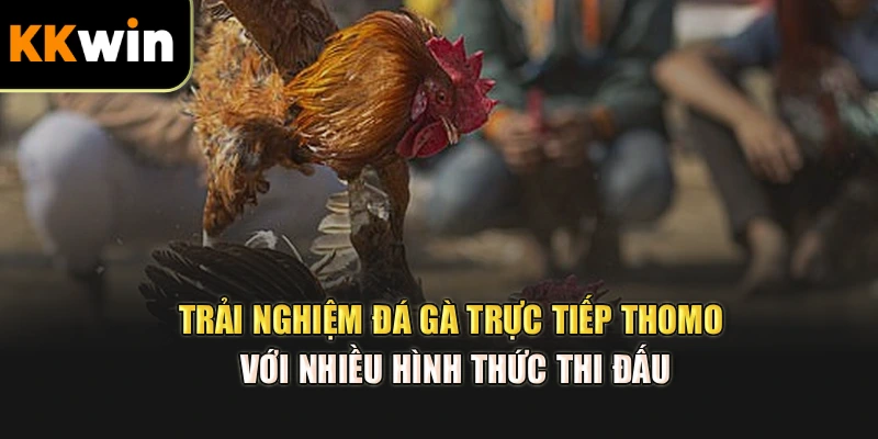 Trải nghiệm đá gà trực tiếp thomo với nhiều hình thức thi đấu